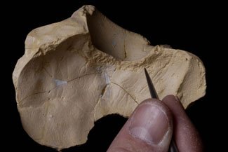 Denizli’de Homo Erectus Fosili Bulundu